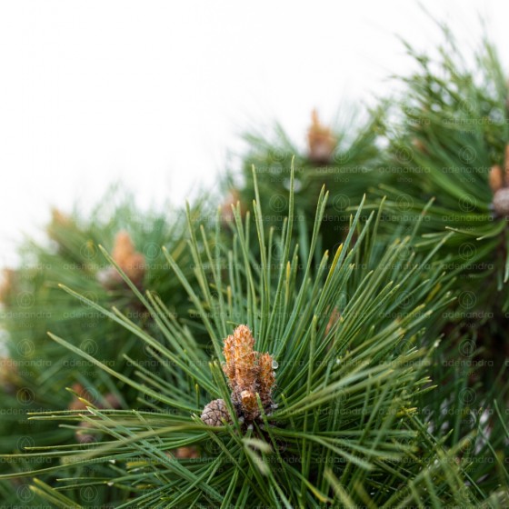 Pinus Brepo Bambino, h 100-120 cm, diam. 50-60 cm, pe tulpina