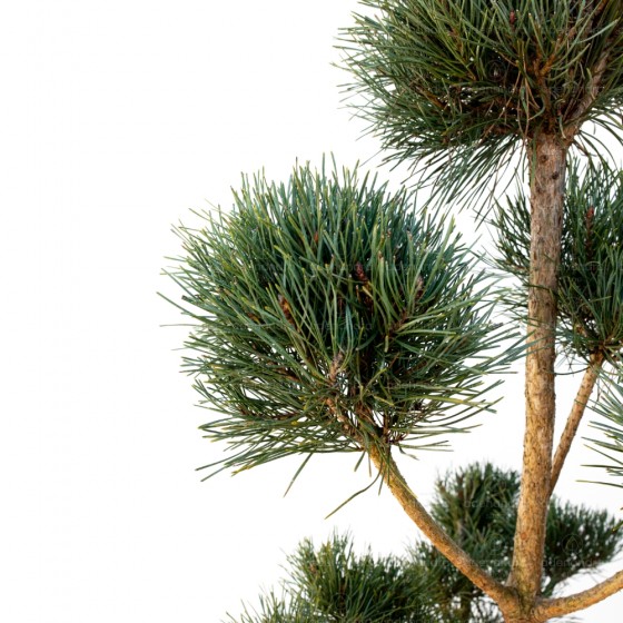 Pinus Sylvestris Glauca, h 110-130 cm,  Bonsai 