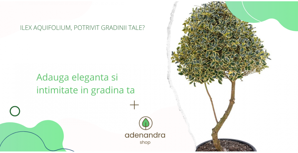https://adenandra.shop/image/cache/catalog/Plante/Ilex%20Aquifolium%20Adenandra.shop-1170x600.png