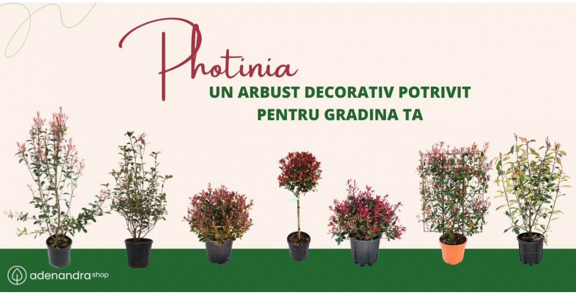 https://adenandra.shop/image/cache/catalog/Plante/Photinia,%20un%20arbust%20decorativ%20pentru%20gradina%20ta-1170x600.jpg