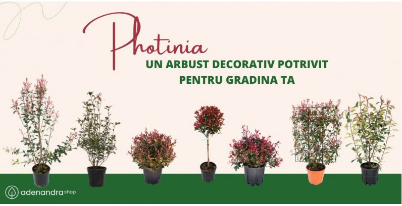 Photinia, un arbust decorativ potrivit pentru gradina ta