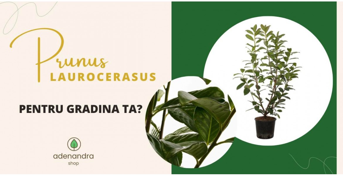 https://adenandra.shop/image/cache/catalog/Plante/Prunus%20Laurocerasus%20pentru%20gradina%20ta-1170x600.jpg