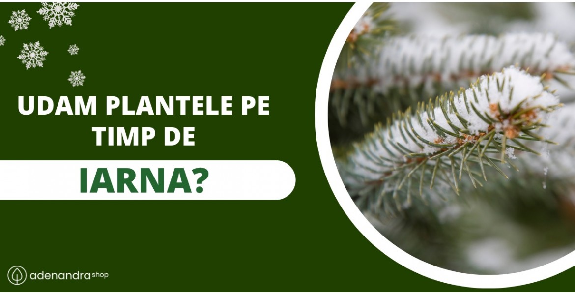 https://adenandra.shop/image/cache/catalog/Plante/WhatsApp%20Image%202023-12-06%20at%2016.20.59-1170x600.jpeg
