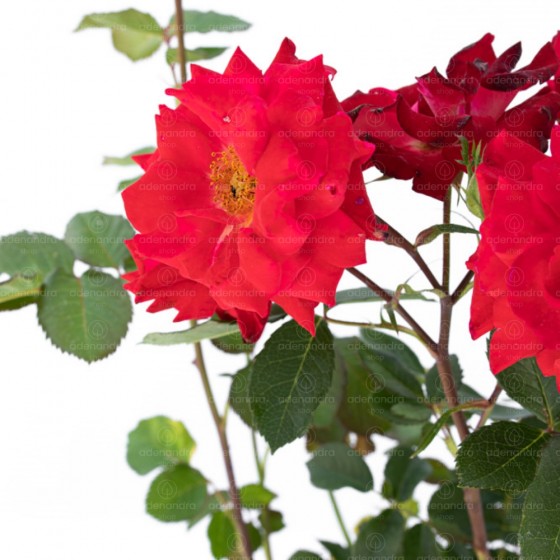 Rose Mix, Trandafir, h 20-40 cm