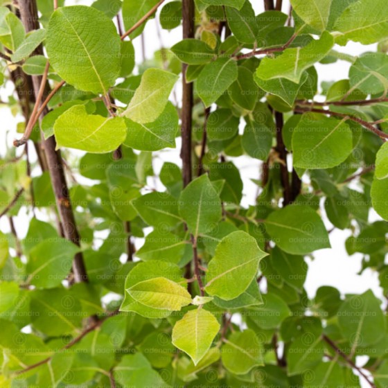 Salix Caprea Pendula, Salcie plangatoare, h 100-120 cm, verde