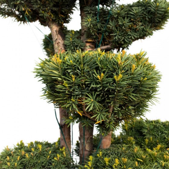 Taxus Baccata Bonsai, Tisa, h 150-175 cm, verde