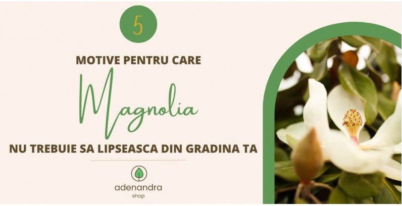 5 motive pentru care Magnolia nu trebuie sa lipseasca din gradina ta 