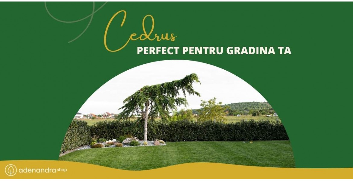 https://adenandra.shop/image/cache/catalog/blog/Cedrus%20perfect%20in%20gradina%20ta%20Adenandra.shop-1170x600.jpg